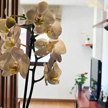 Aa Guest - The Orchid Center Eco Apartment Fuengirola